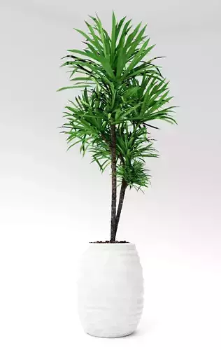 Slender Lady Palm Plant Model - Rhapis humilis  3D model