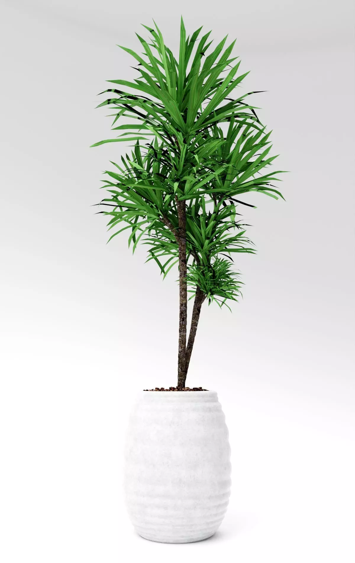 Slender Lady Palm Plant Model - Rhapis humilis 3D model