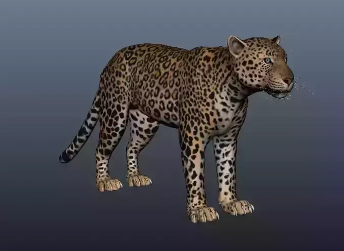 Tiger 3D model leopard
