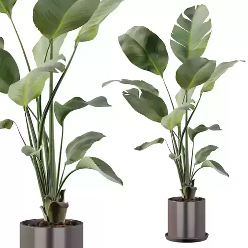 Strelitzia plant in black pot 3D model