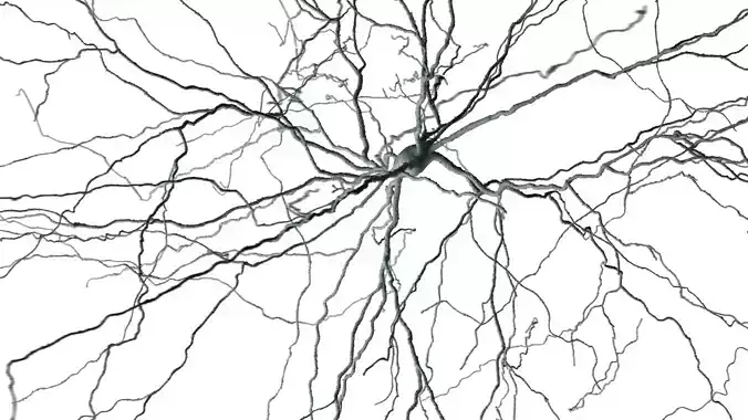 Set of 5 unique 3D Neuron Models-03 3D model