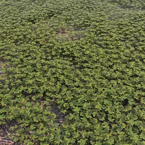 cloverfield grassy area