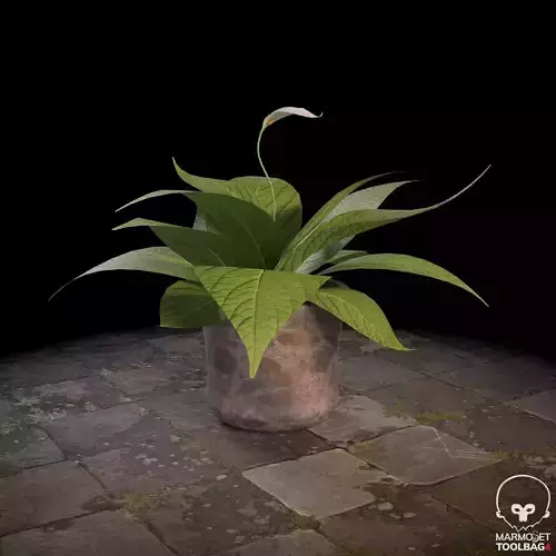 Pot Plant