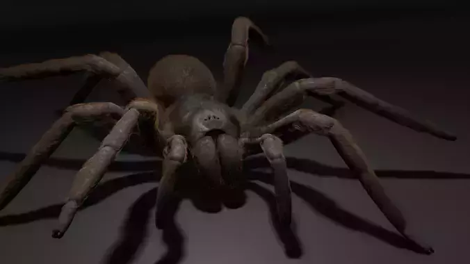 Tarantula spider animating