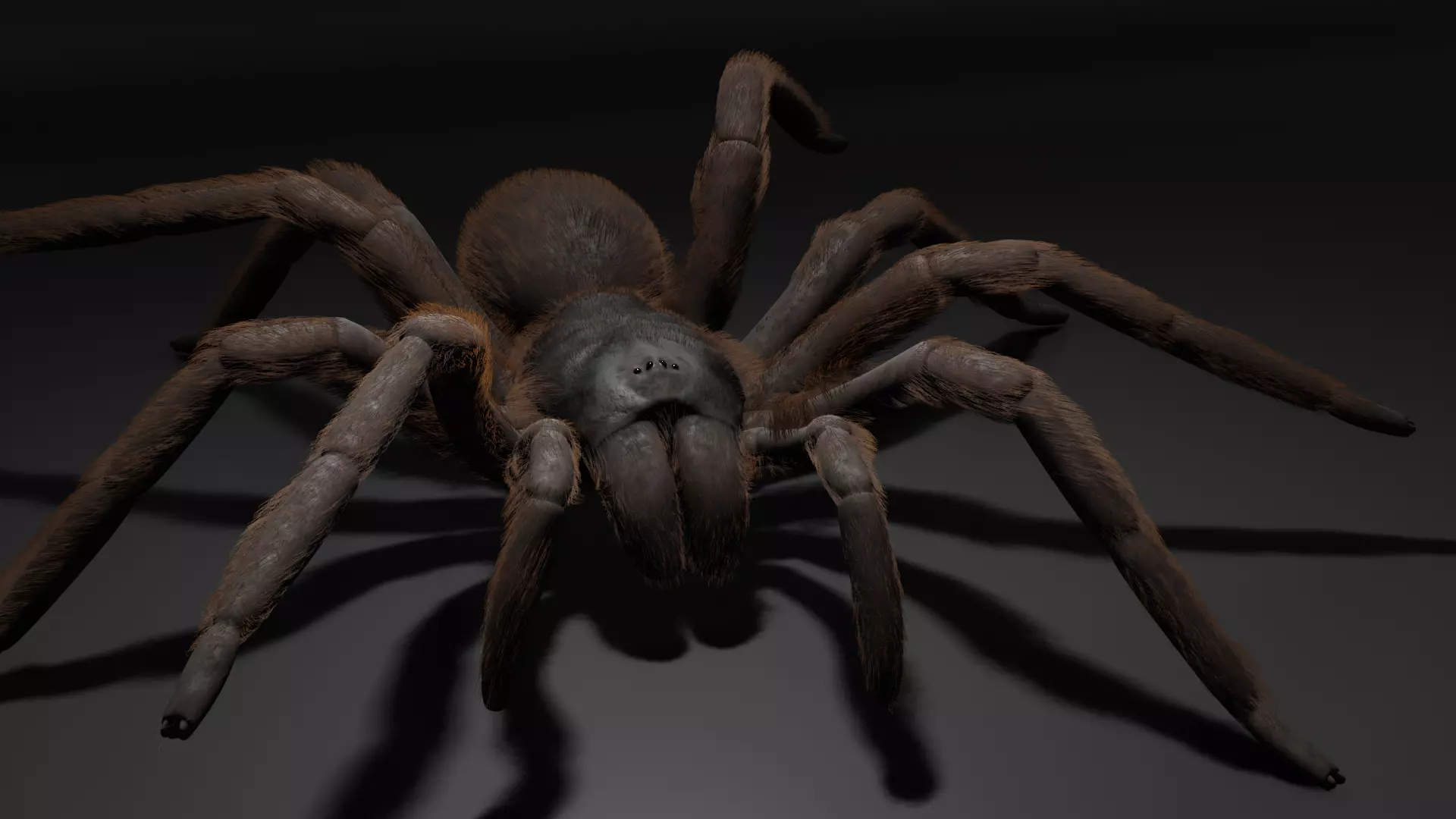 Tarantula spider animating 3D model