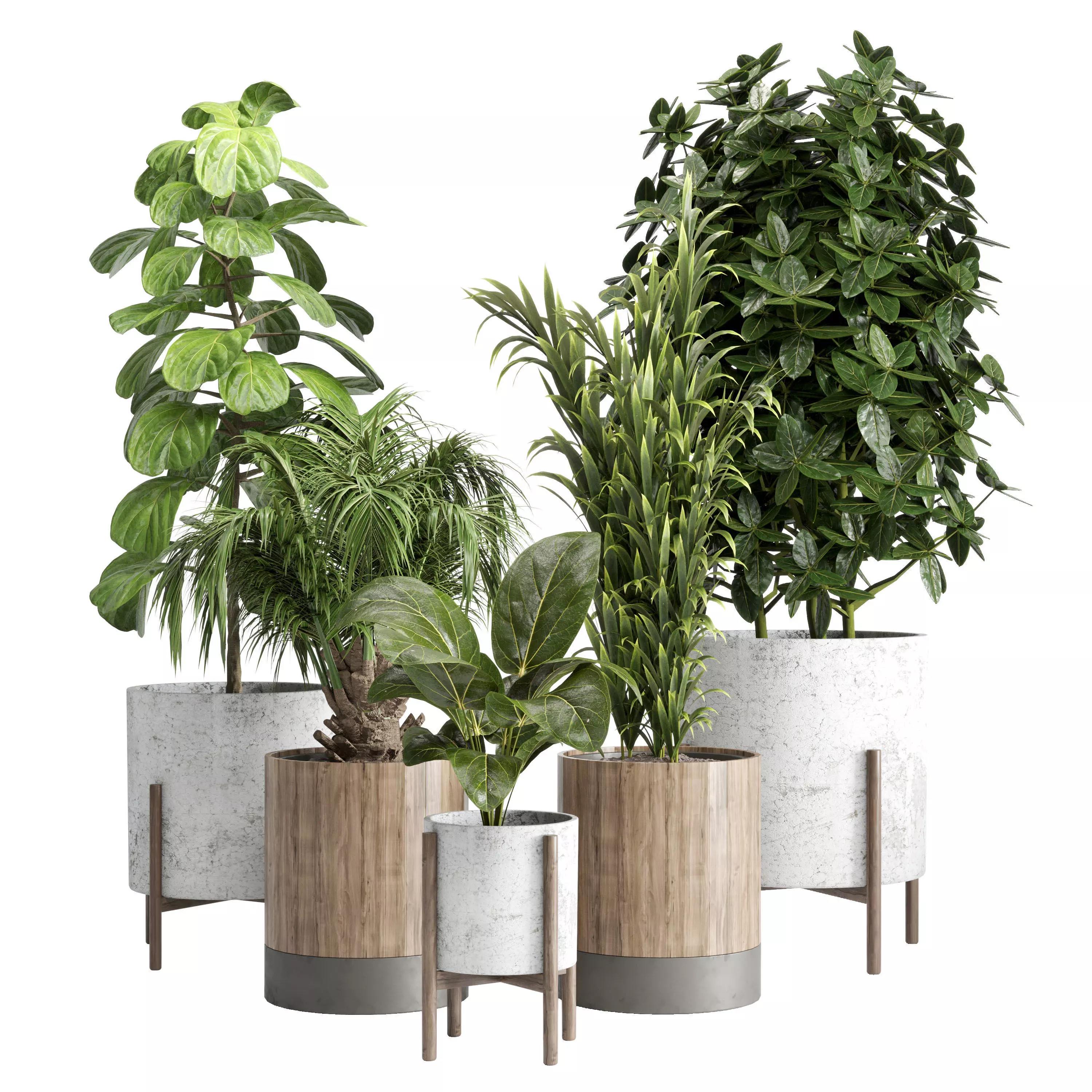 Indoor plant 20 Low-poly 3D model_0