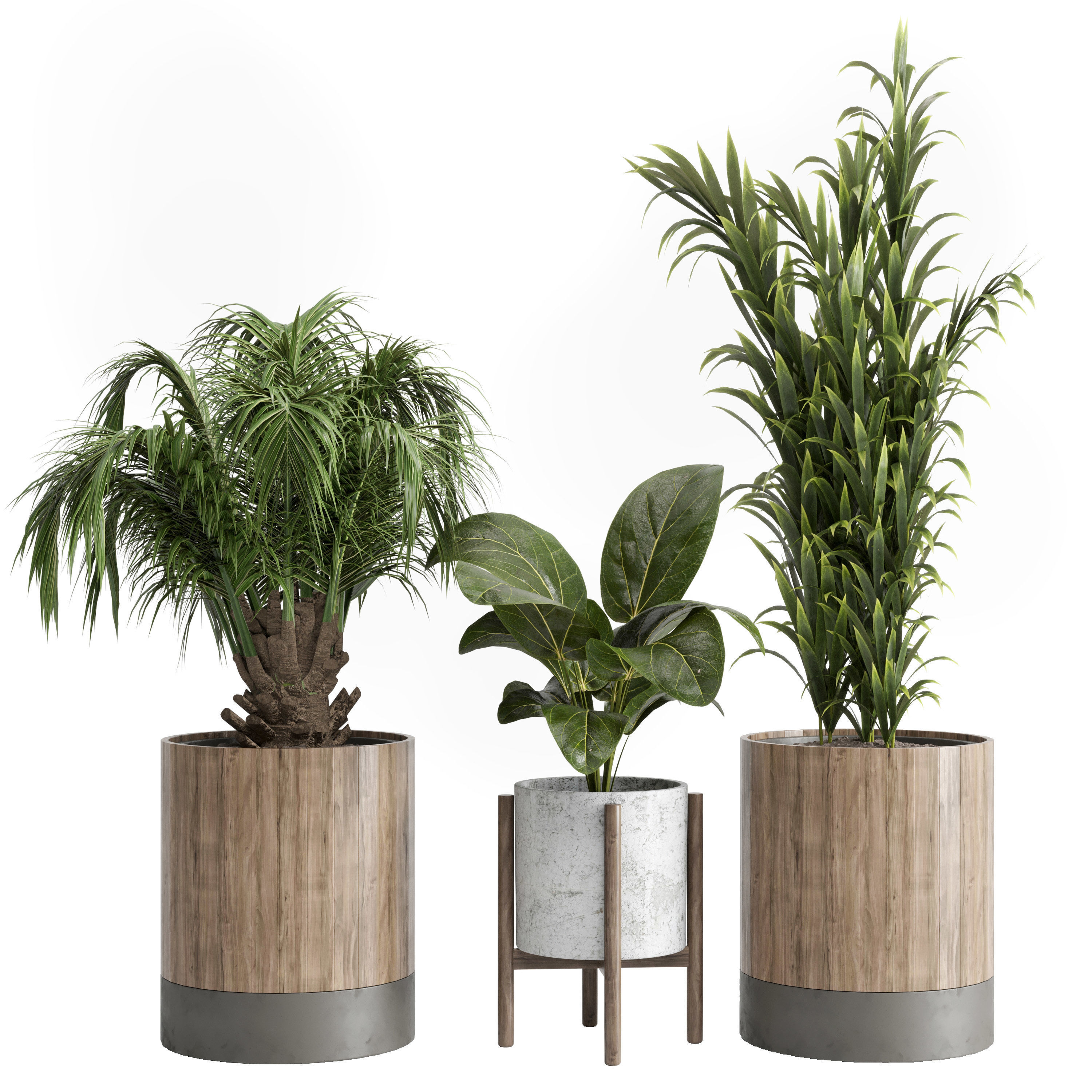 Indoor plant 20 Low-poly 3D model_1