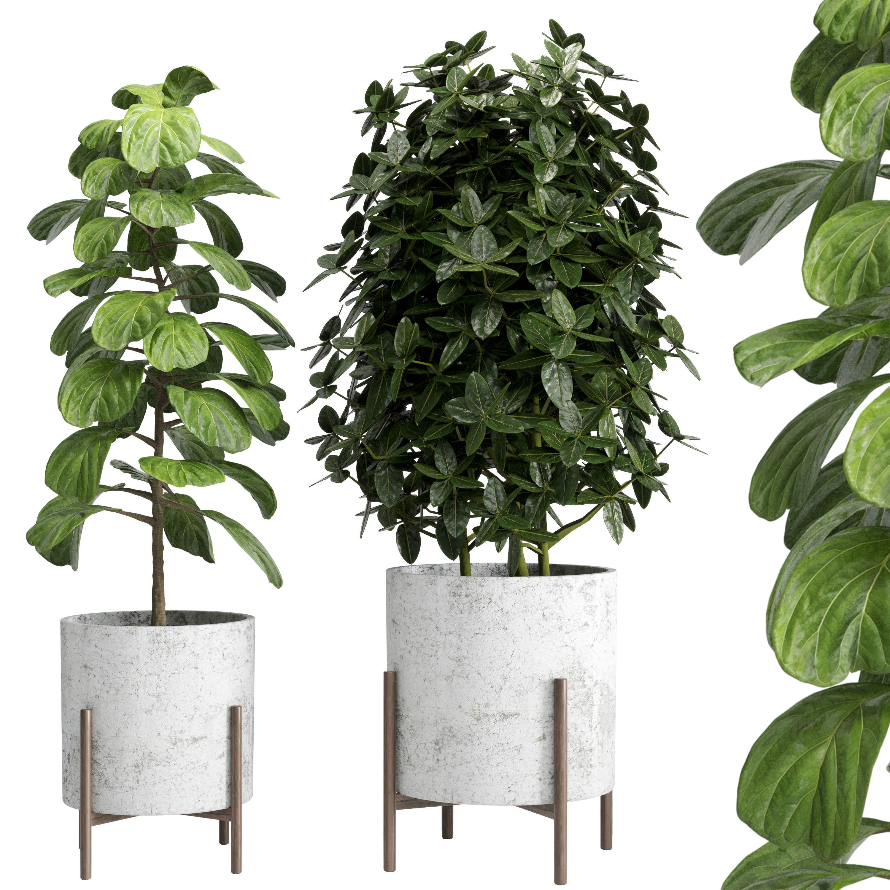 Indoor plant 20 Low-poly 3D model_2