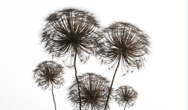 Dry berenklauw Low-poly 3D model_1