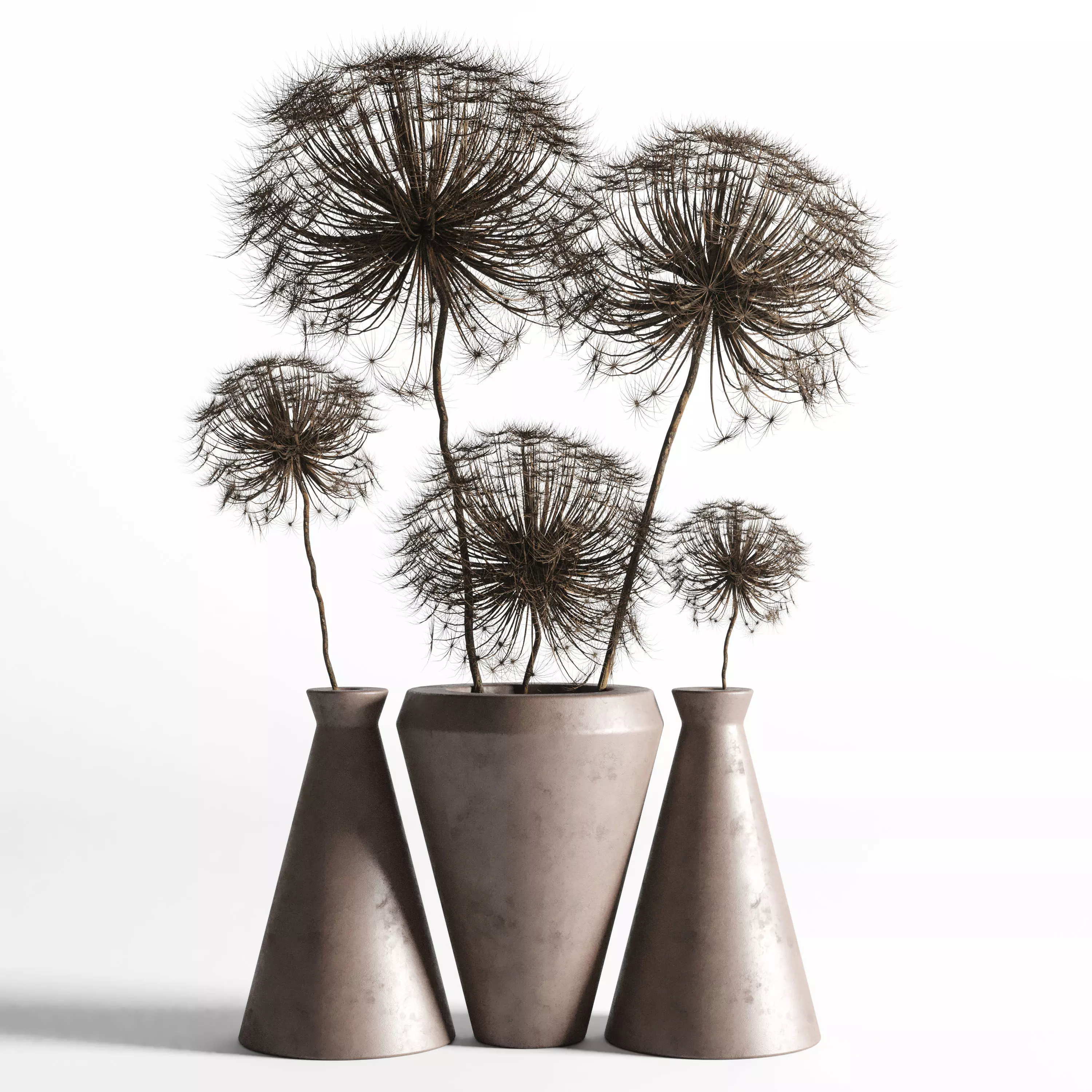 Dry berenklauw Low-poly 3D model_0