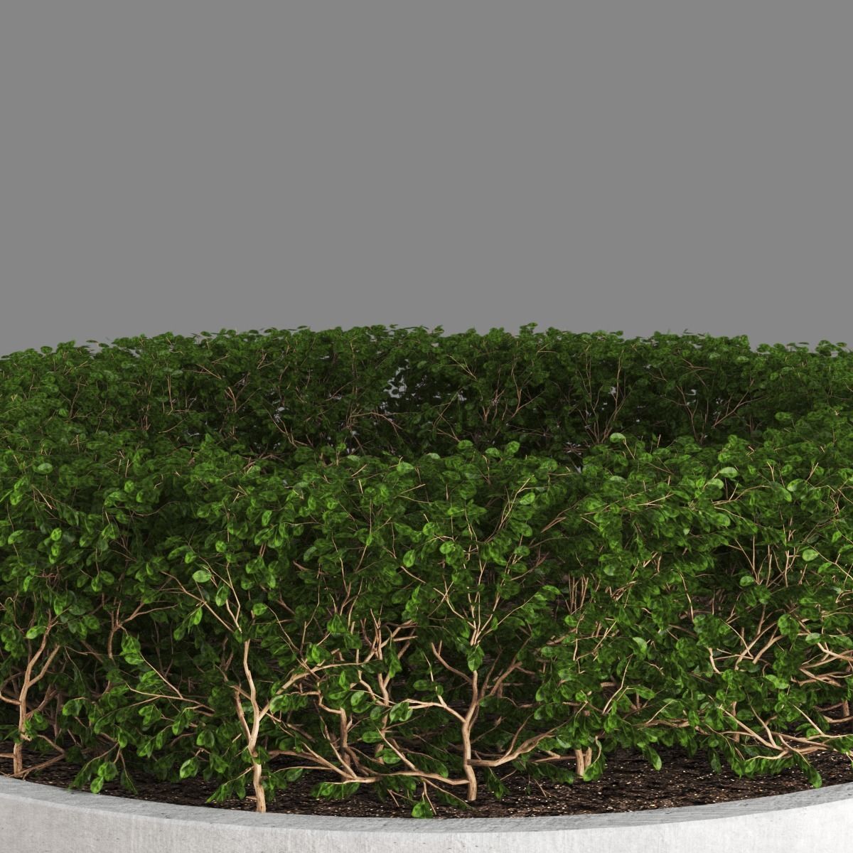 bench807 circular wooden bench with plant in middle 3D model_4
