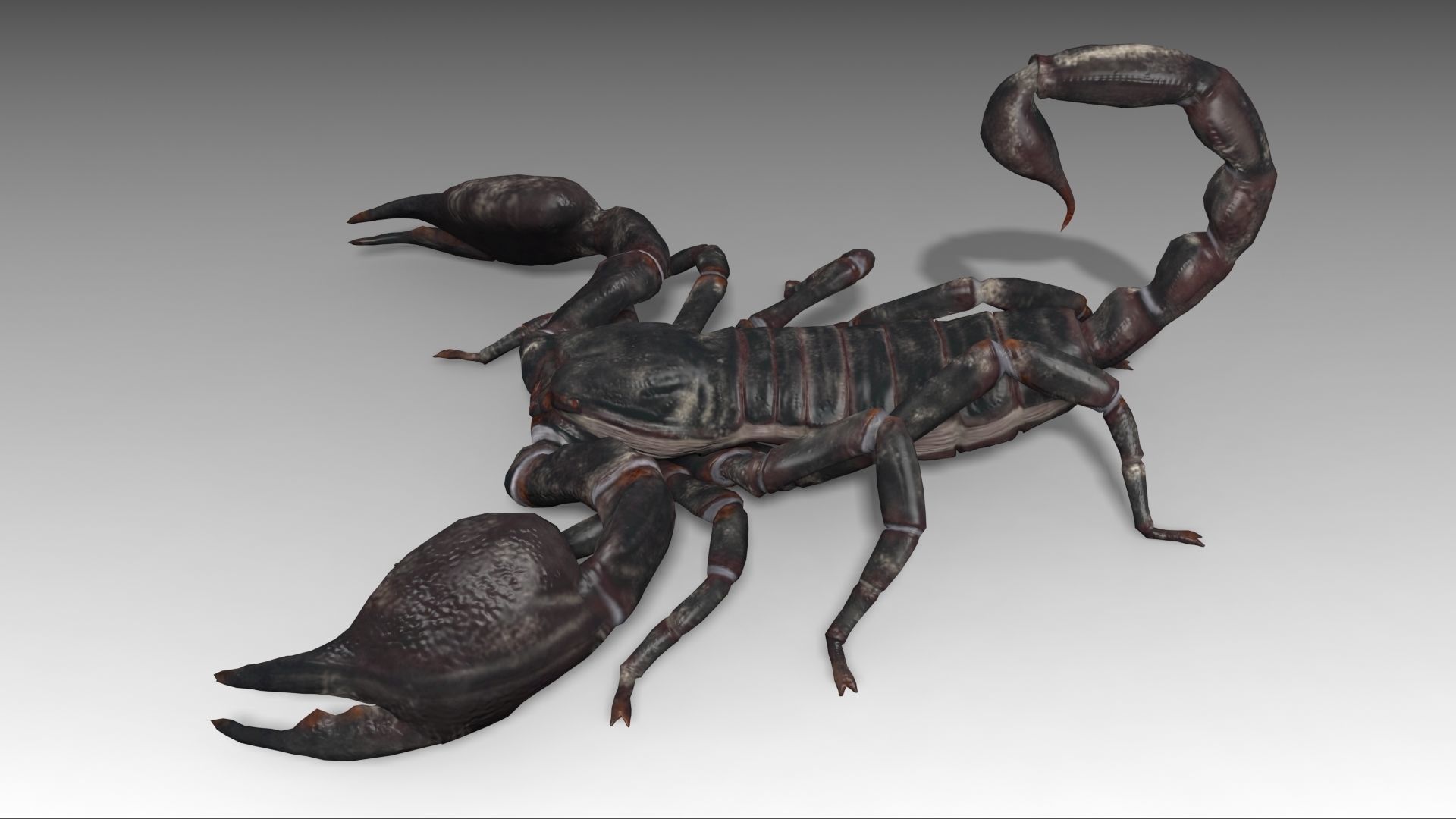 Scorpion Low-poly 3D model_7
