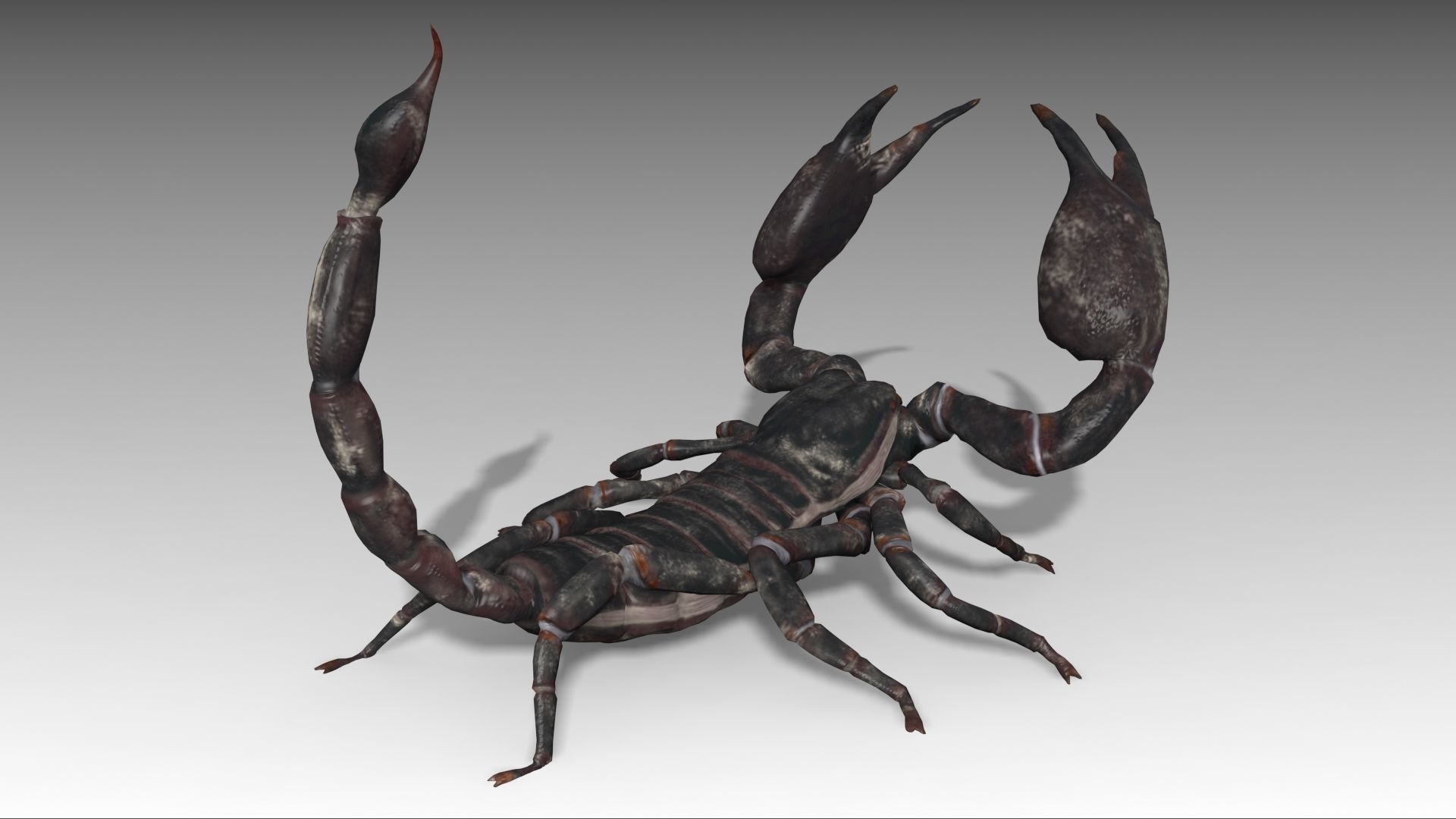 Scorpion Low-poly 3D model_6