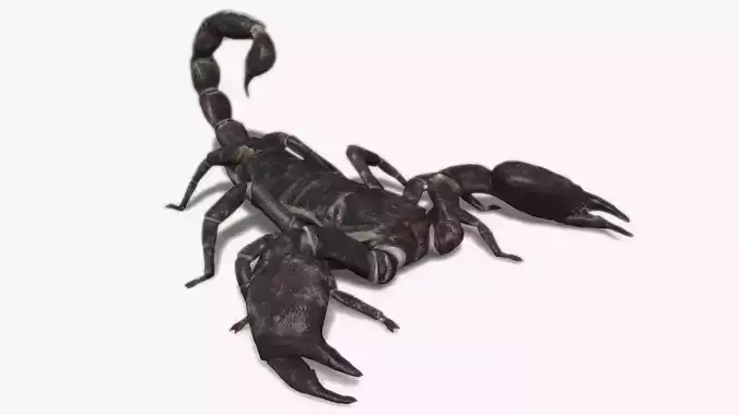 Scorpion Low-poly 3D model