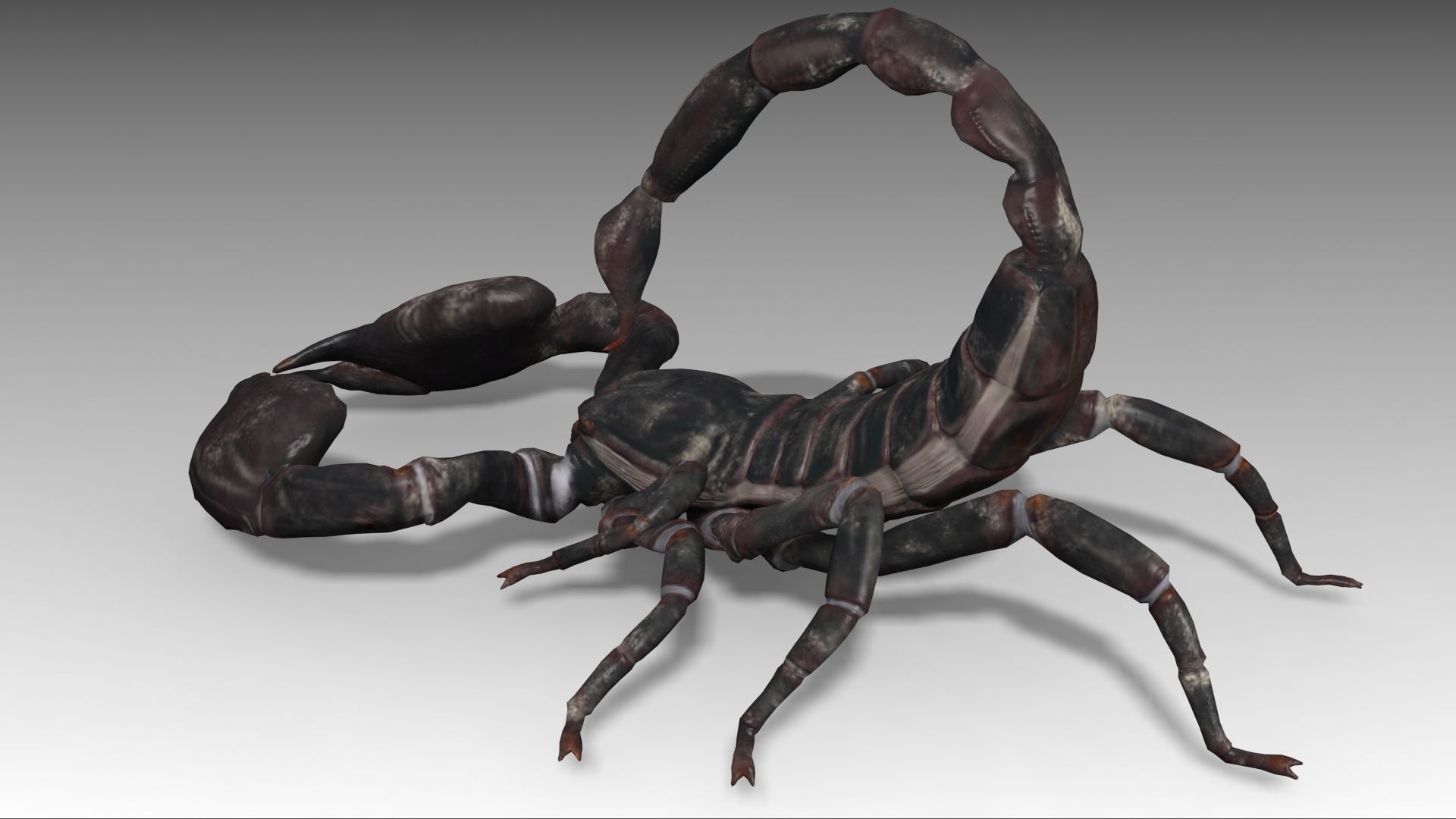 Scorpion Low-poly 3D model_8