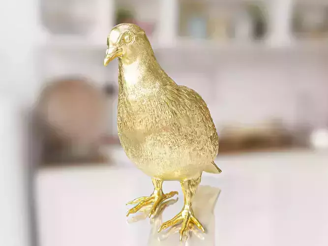 Gold Dove Pigeon