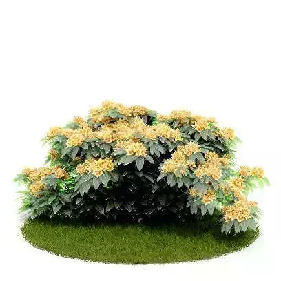 Yellow Flower Plants