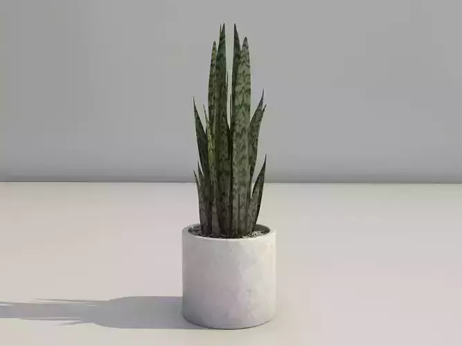 Snake Plant Model - Dracaena Trifasciata 3D model