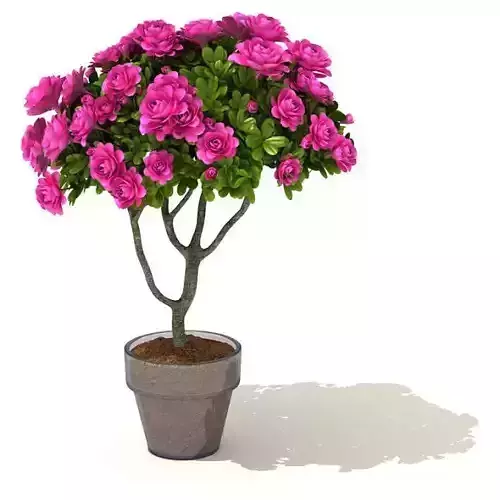 Flower Pot Plant 3D model
