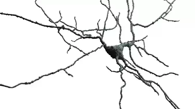 Set of 5 unique 3D Neuron Models-04 3D model