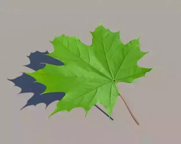 Feuille erable verte