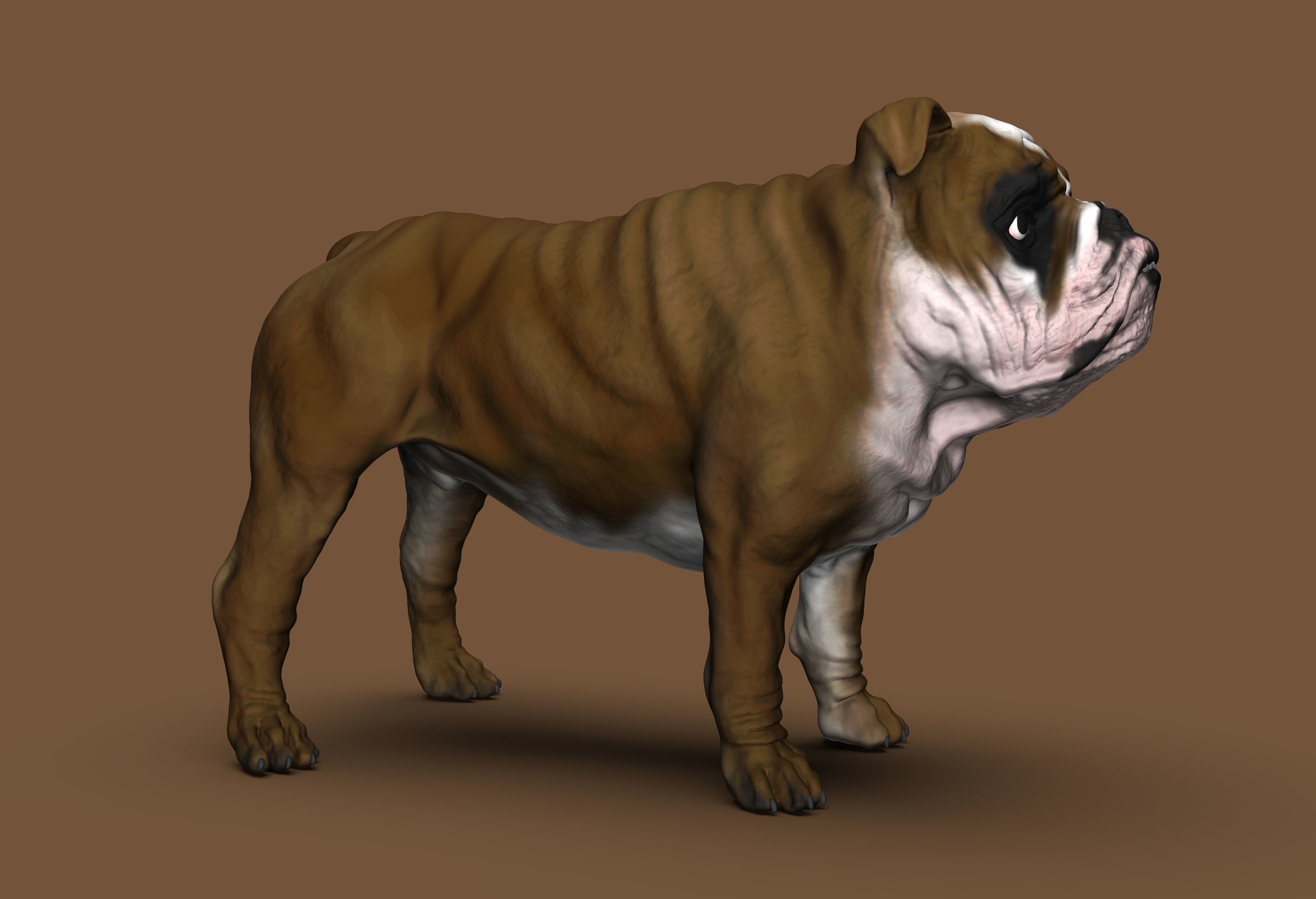 English Bulldog High-Poly 3D print model 3D print model_2
