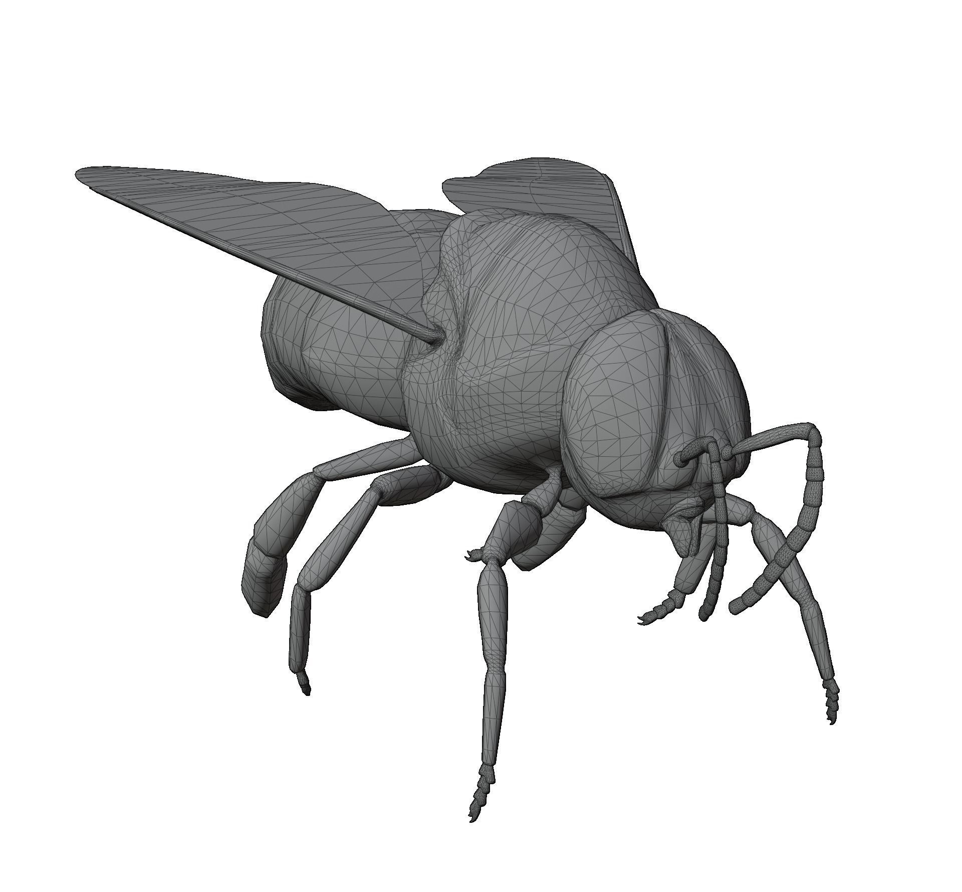 Animated bee Low-poly 3D model_2