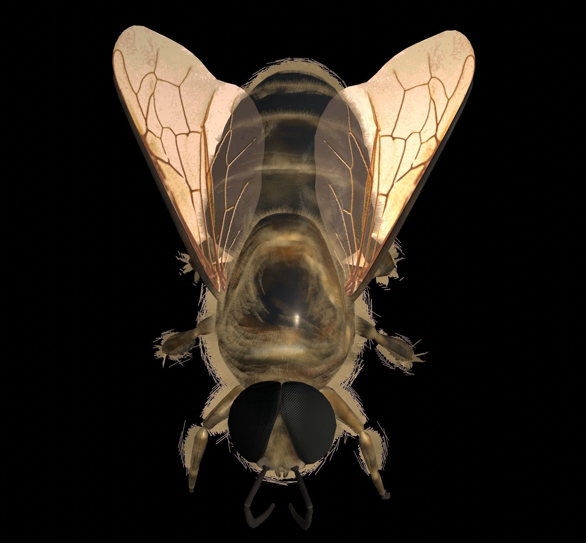Animated bee Low-poly 3D model_11