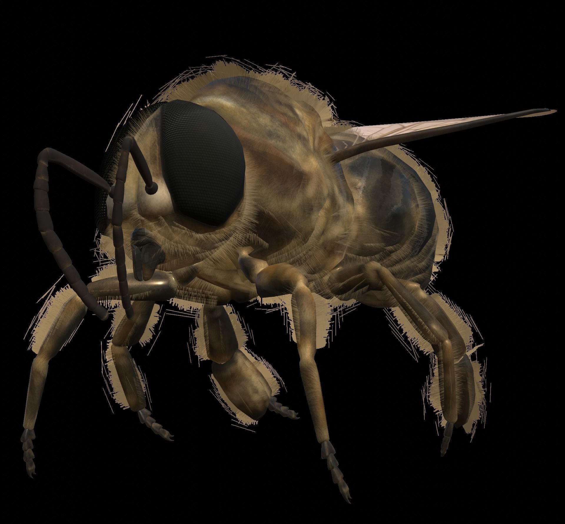 Animated bee Low-poly 3D model_10