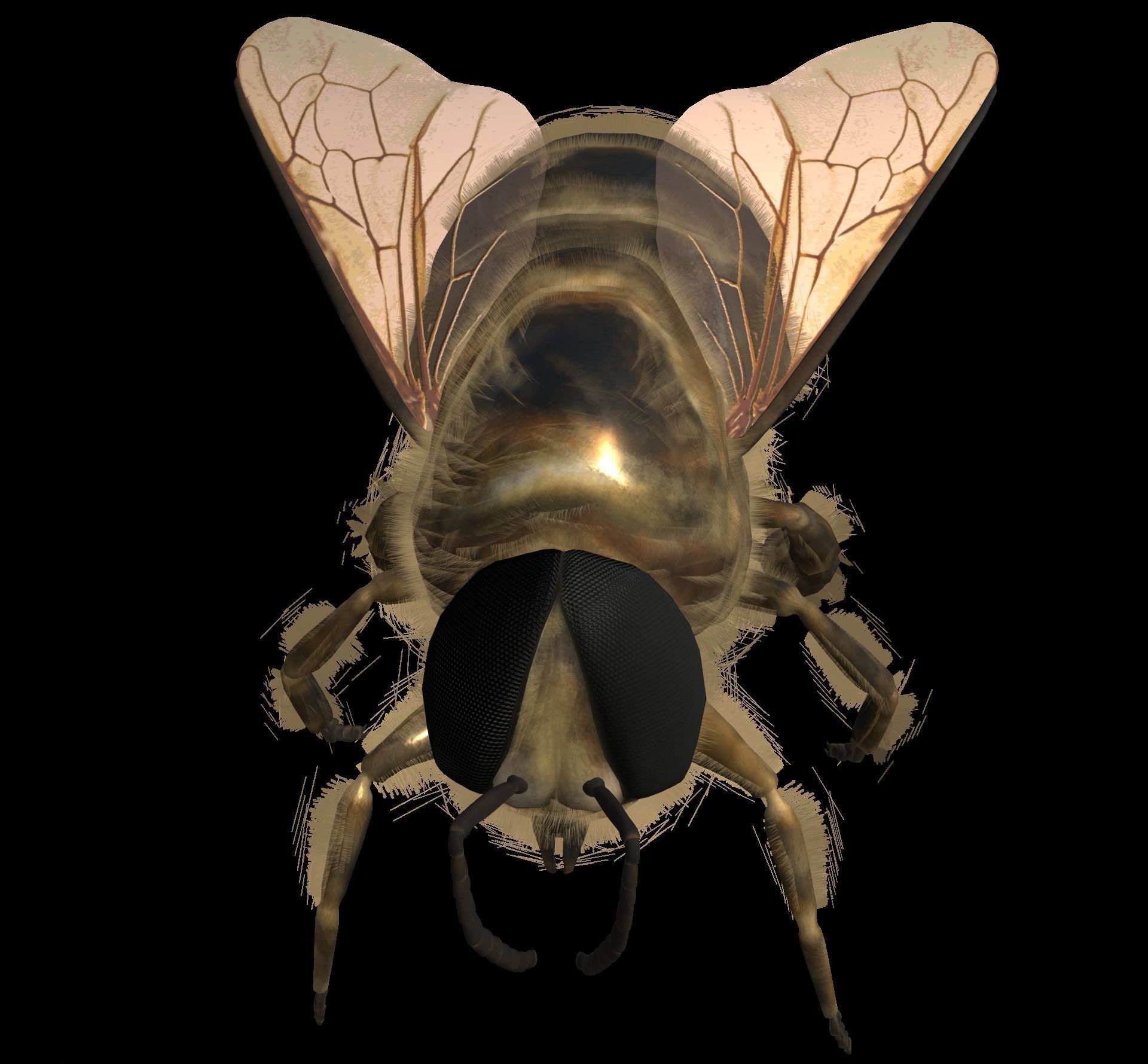Animated bee Low-poly 3D model_9