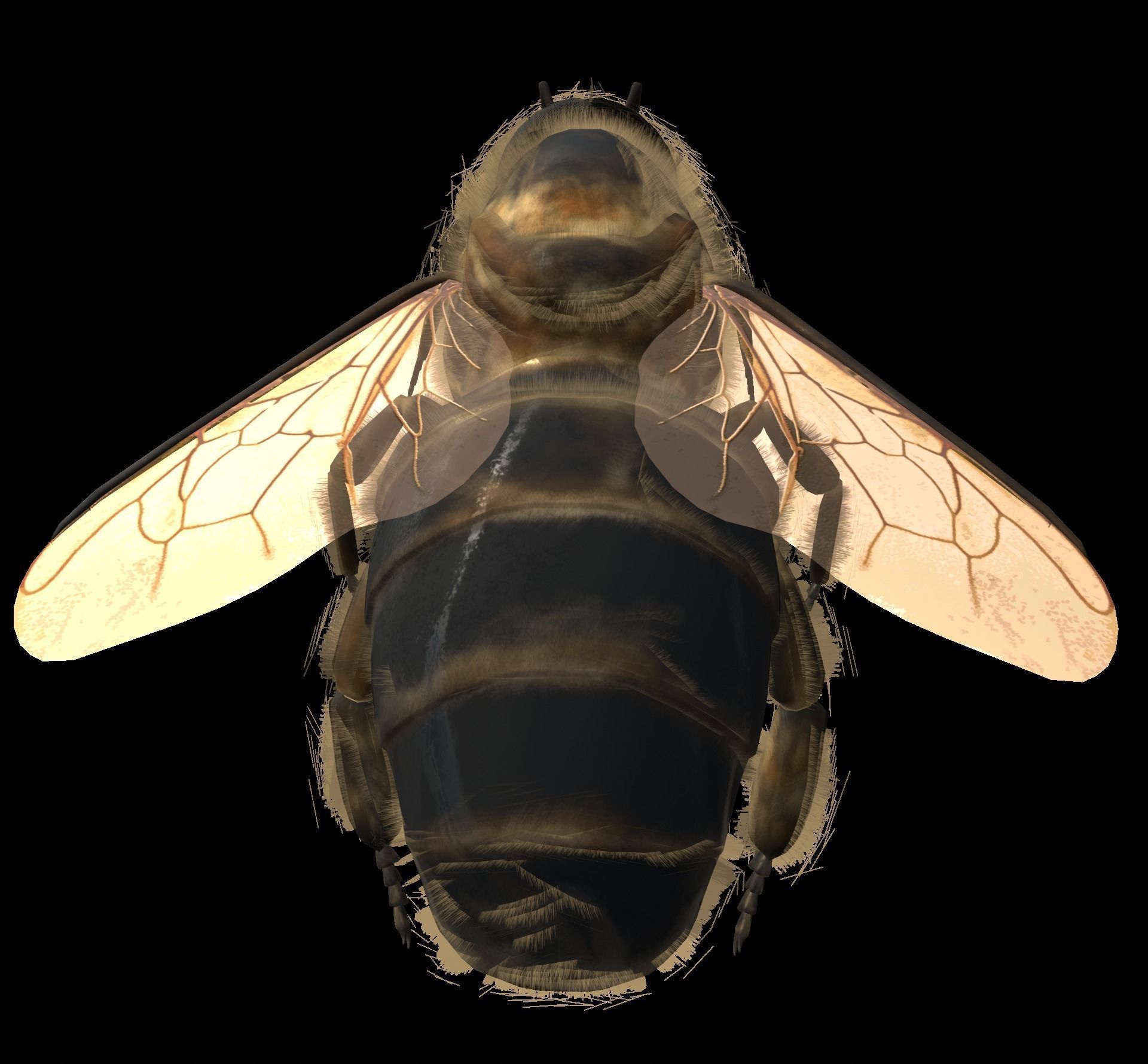 Animated bee Low-poly 3D model_12