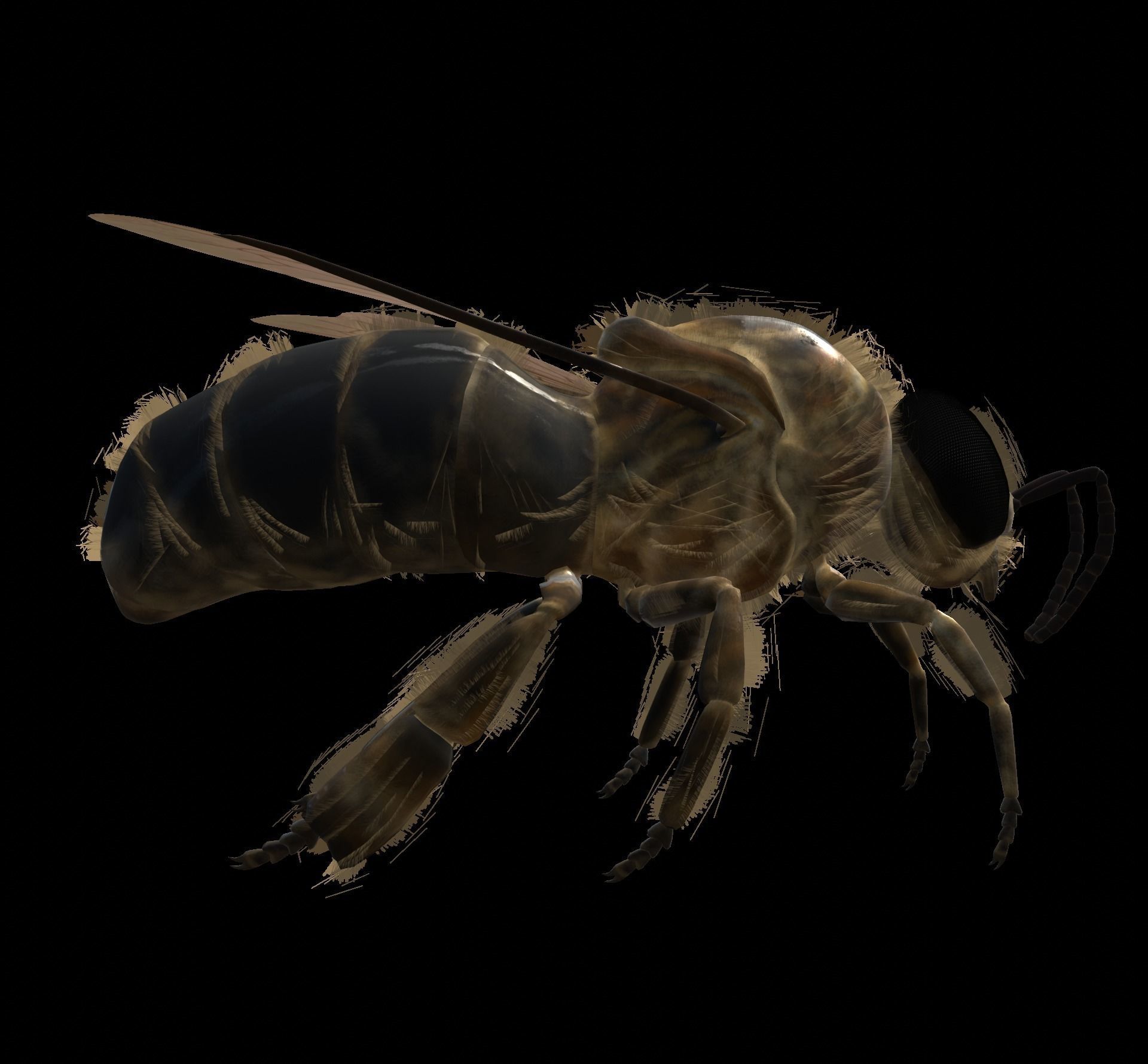 Animated bee Low-poly 3D model_7