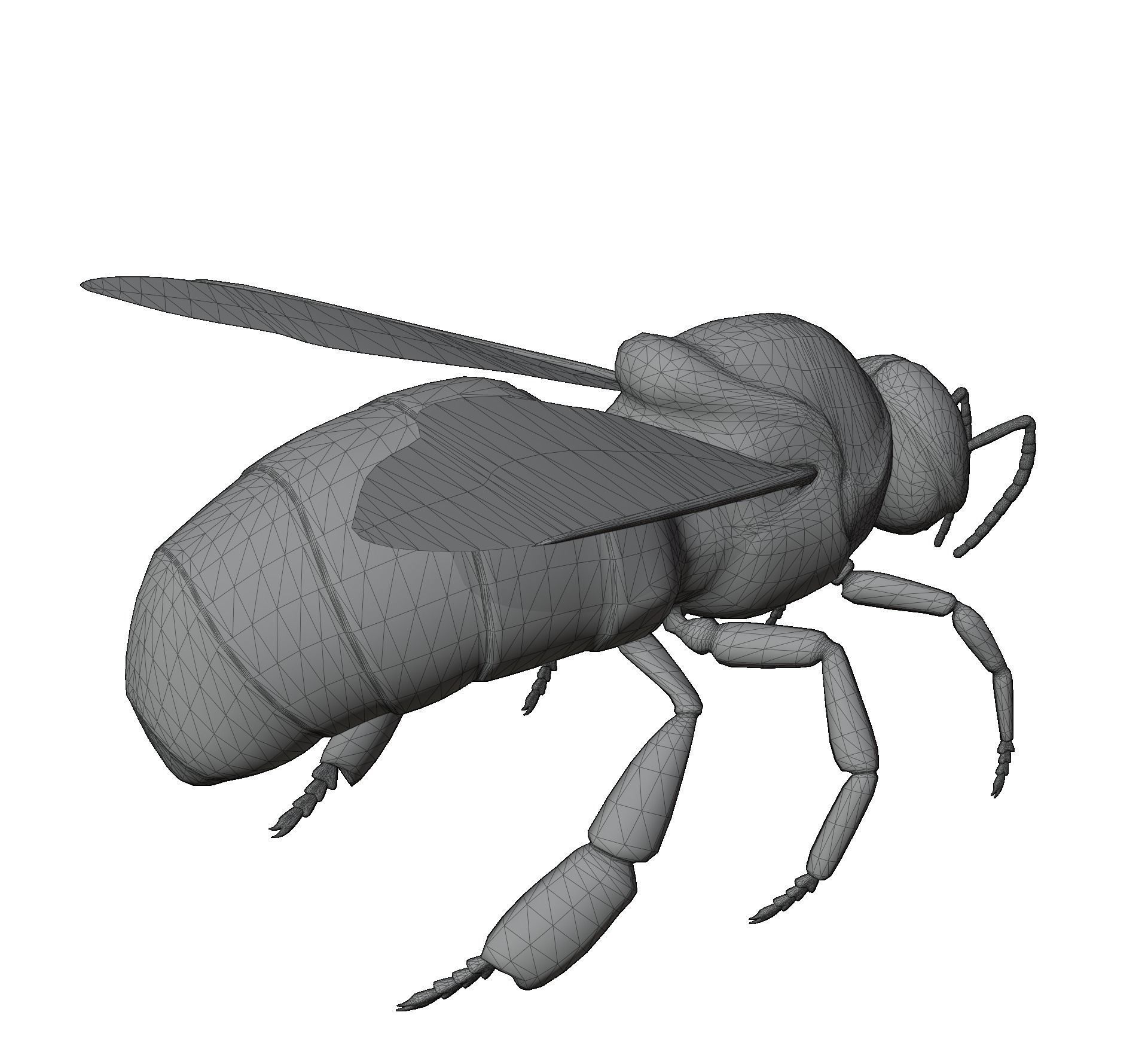 Animated bee Low-poly 3D model_5