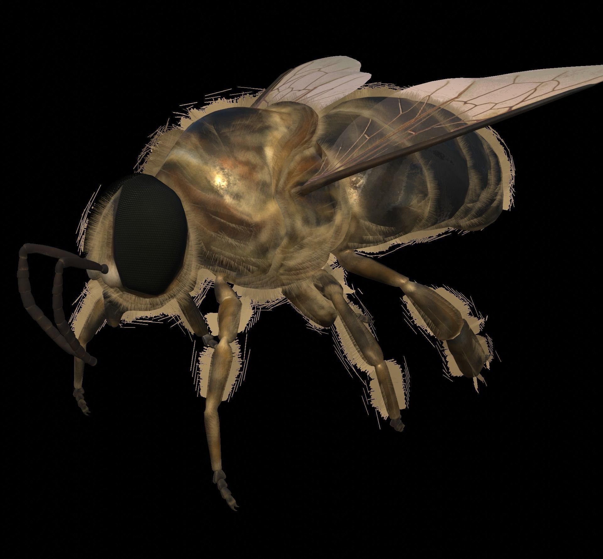 Animated bee Low-poly 3D model_8