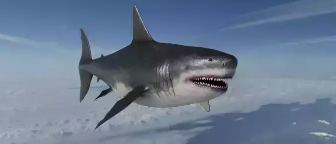 Megalodon Shark  Low-poly 3D model