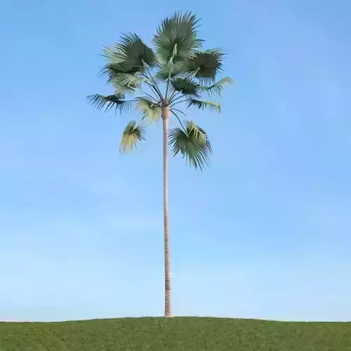 Green High Palm