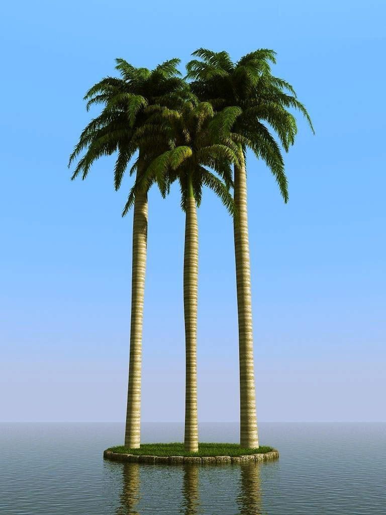 palm trees 3D model_55
