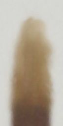 palm trees 3D model_71