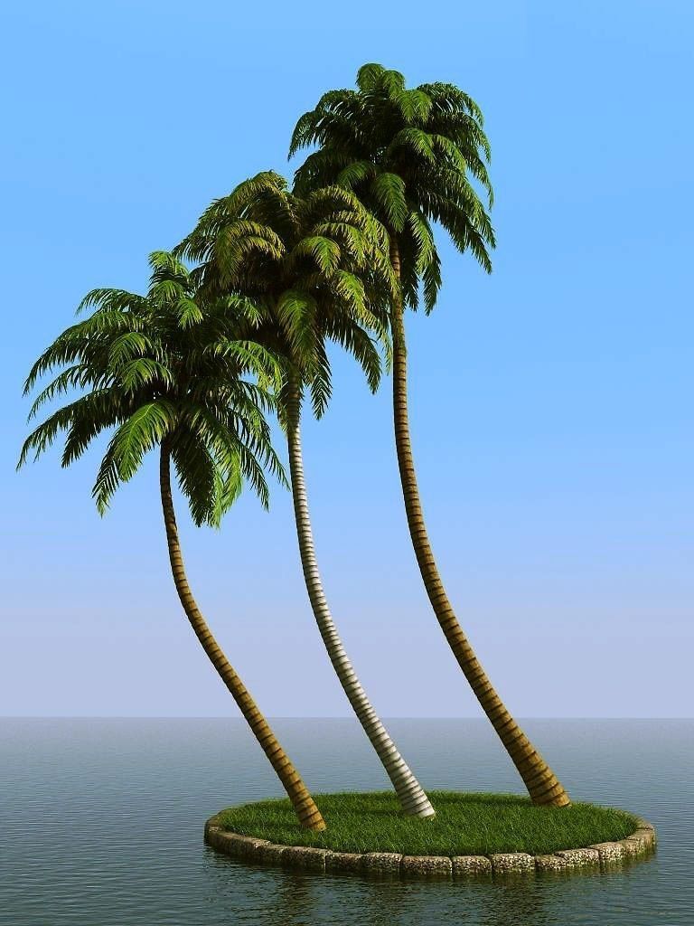 palm trees 3D model_28