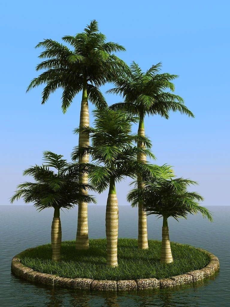 palm trees 3D model_51