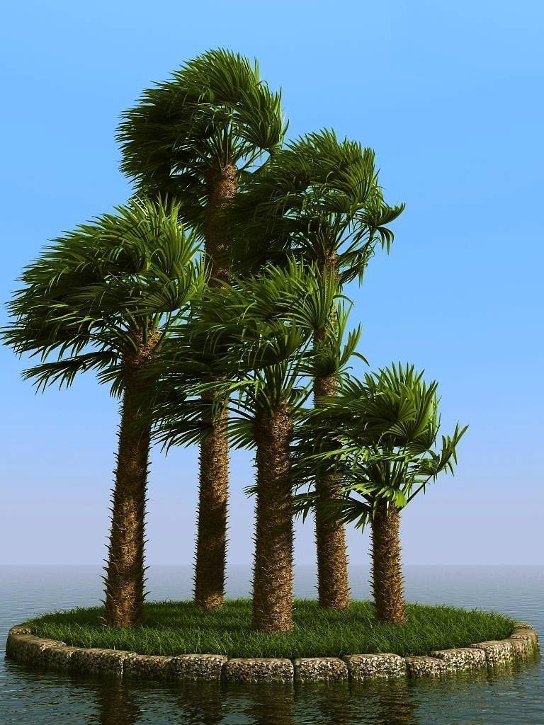 palm trees 3D model_15