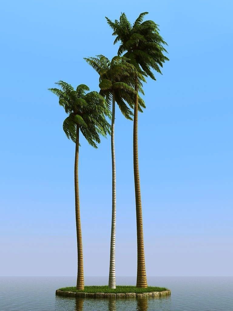 palm trees 3D model_32