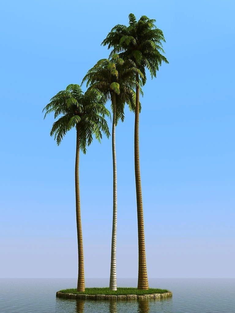 palm trees 3D model_31