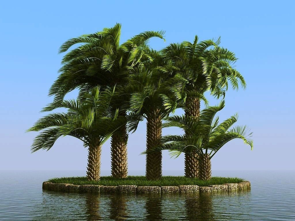 palm trees 3D model_48