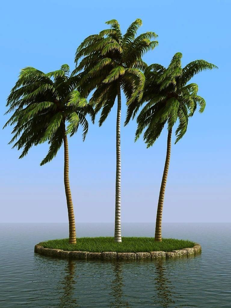 palm trees 3D model_21
