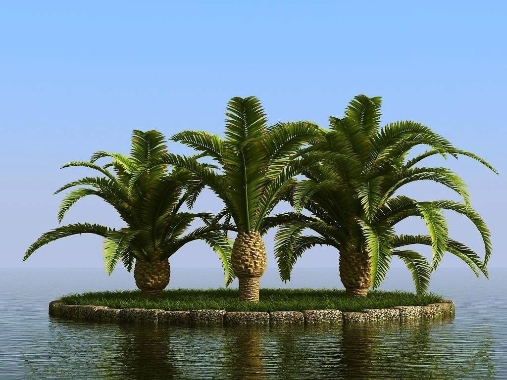 palm trees 3D model_10