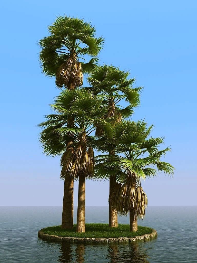 palm trees 3D model_62