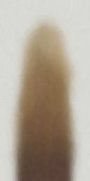 palm trees 3D model_88