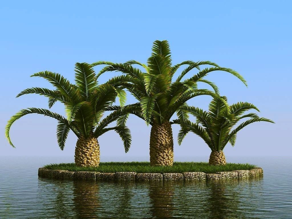 palm trees 3D model_12