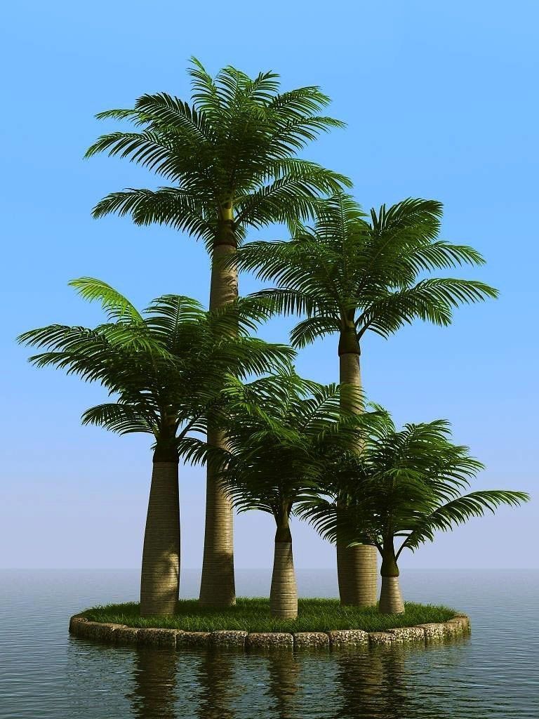 palm trees 3D model_43